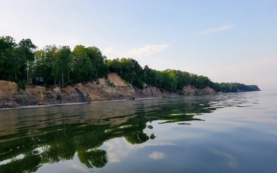 Illustration of coastal forest and estuary wildlife habitat